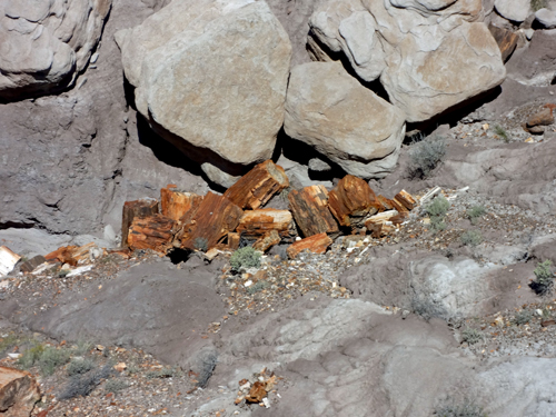 Logs of red jasper have tumbled from the bluffs to rest in Jasper Forest